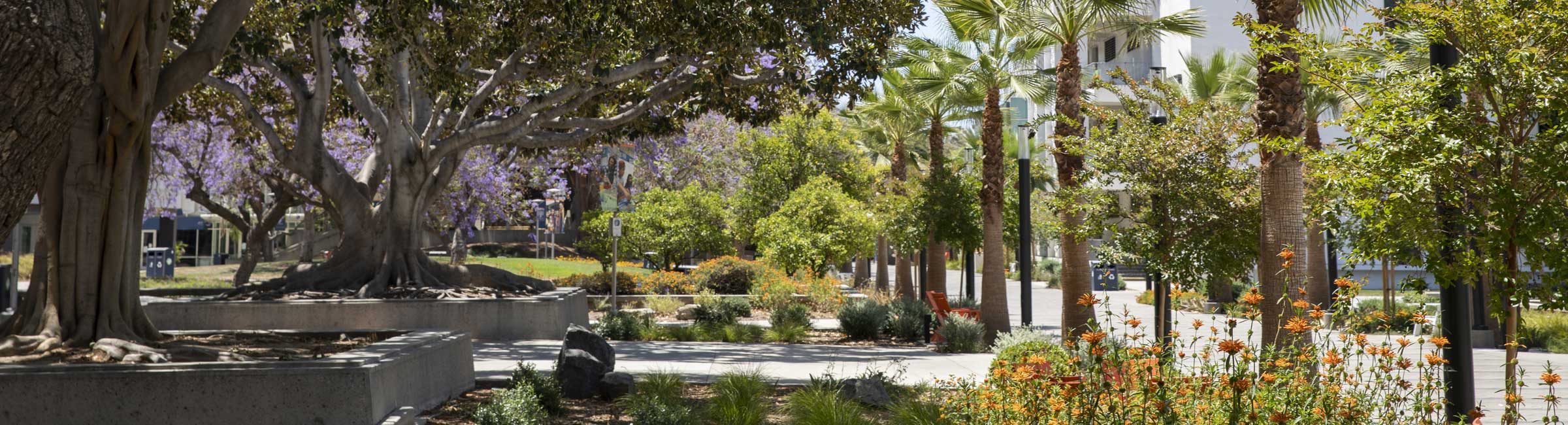 CSUF Campus
